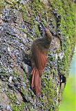 Northern Barred-Woodcreeper